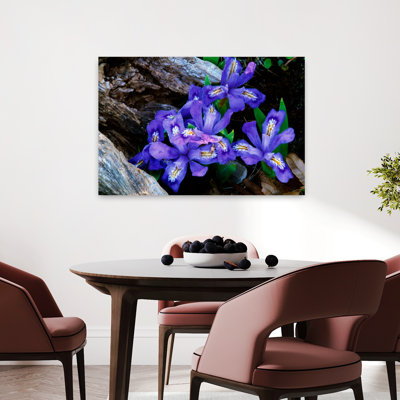 Dwarf Lake Iris Flowers In Bloom Michigan Usa. Colorful Contemporary Nature Flower Art