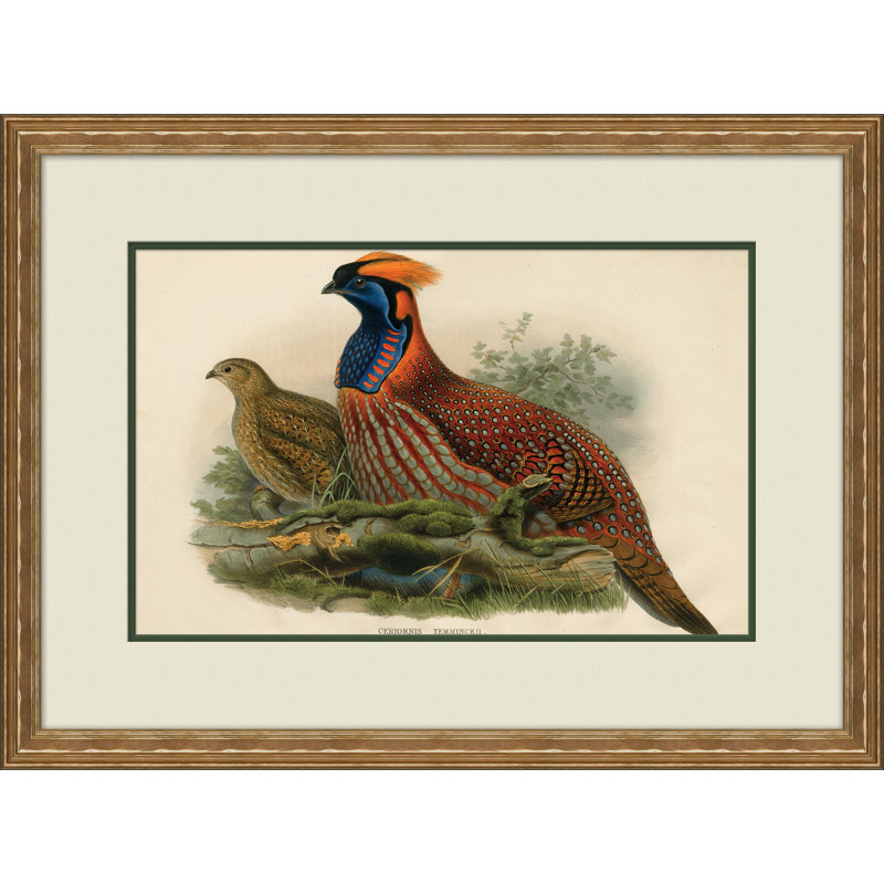 Bird Illustrations Giclee Print