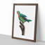 A Yellow-Crowned Parakeet by F. Levaillant - Framed Print-55457340-55457342