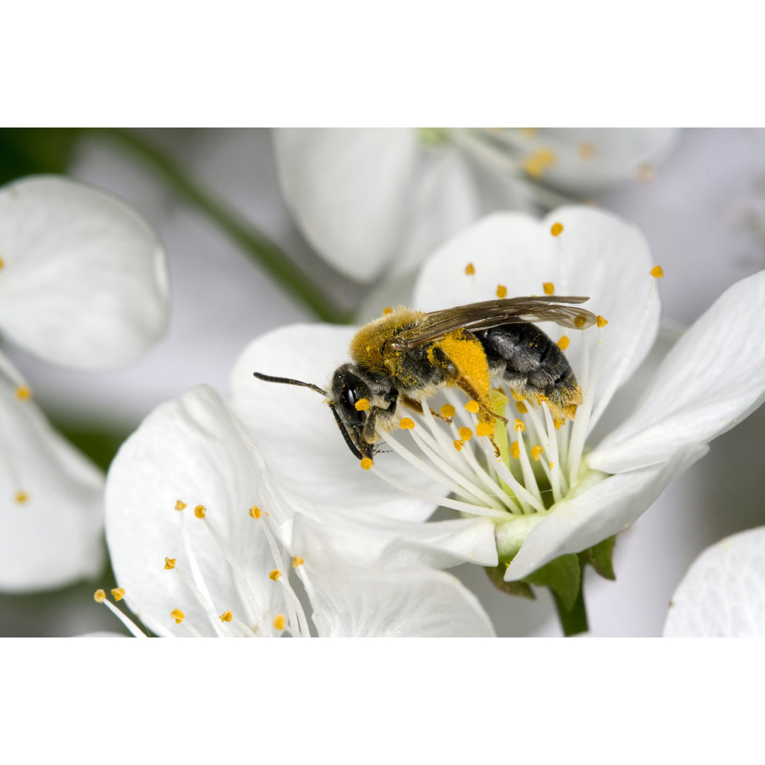 Biene auf Apfelblüte - Druck