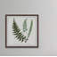 Plant Study 2 Indian Ferns - Reproduction d'art graphique encadré-26161393