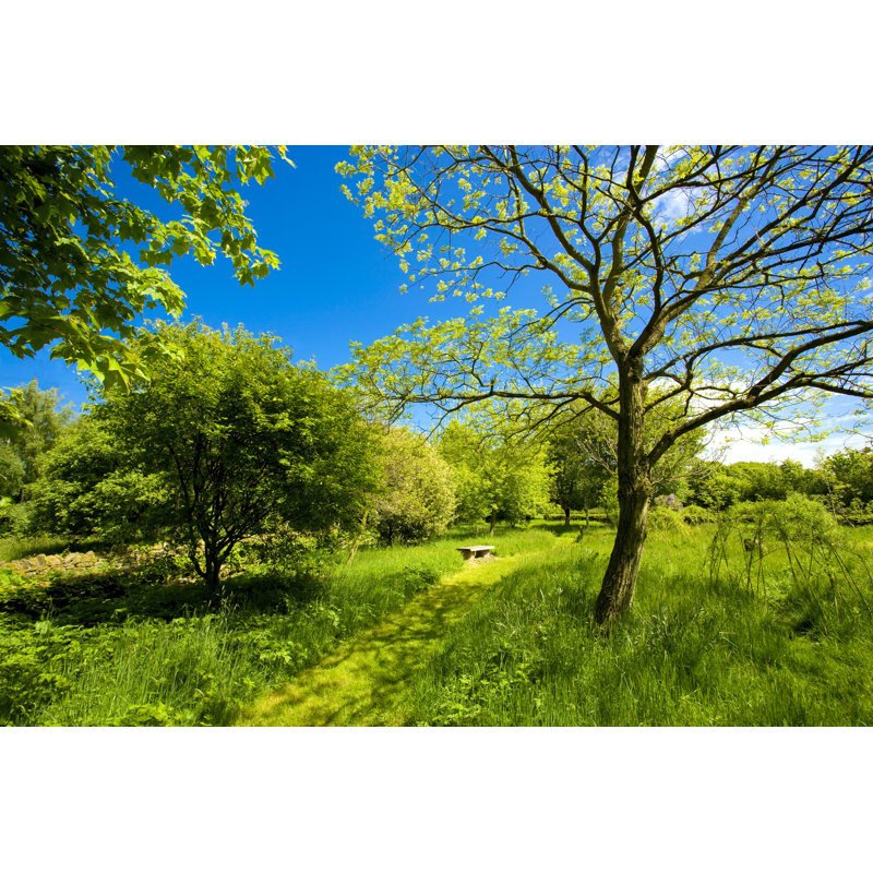 Woodland by Duncan1890 - Wrapped Canvas Print, 30cm H x 46cm W x 3.8cm D