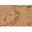 Tapis brun clair / brun en laine noué à la main 8 pi 2 po x 9 pi 9 po Abbigail Southwestern