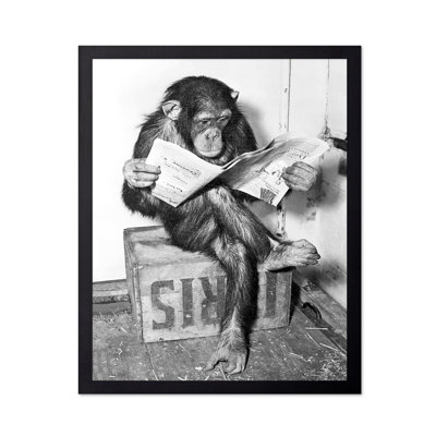Chimpanzee lisant le journal