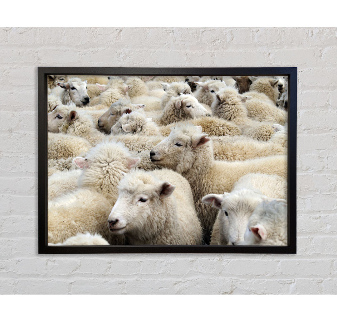 Sheep Heard - Einzelner Bilderrahmen Kunstdrucke auf Leinwand