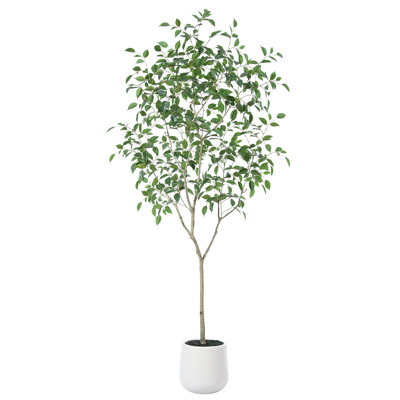 Anasta Ficus Tree in Pot