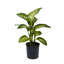 Dumb Cane in Nursery Pot