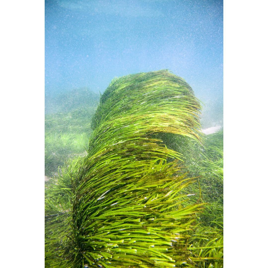 Sea Weed Moving With The Wave von Searsie - Kunstdrucke auf Leinwand ohne Rahmen