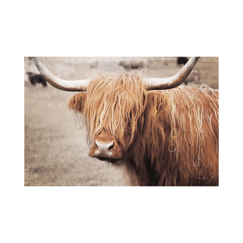 Bétail écossais «I Neutral» par Alan Majchrowicz - photographie sur toile tendue, H 26 po x l 40 po x 1,5 po