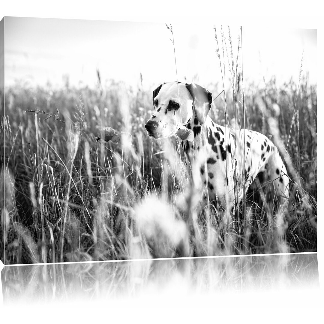 Leinwandbild „Neugieriger Hund im Feld“, Fotodruck