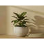 Petits pots de fleurs en céramique émaillée Pebble Beach Bowls (lot de 6) - Intérieur/Extérieur