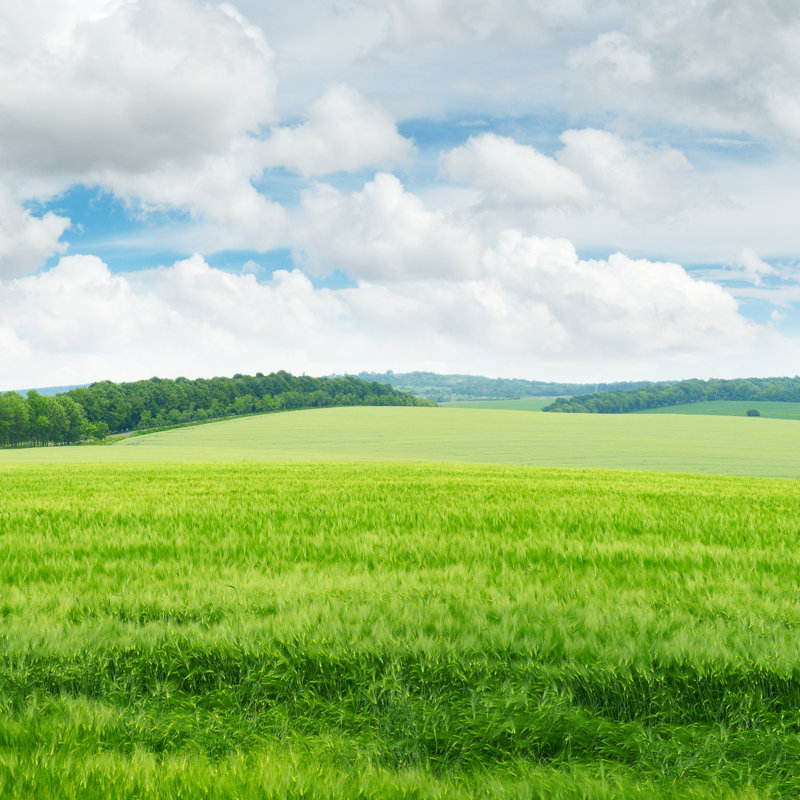 Field And Blue Sky - Wrapped Canvas Print, 76cm H x 76cm W