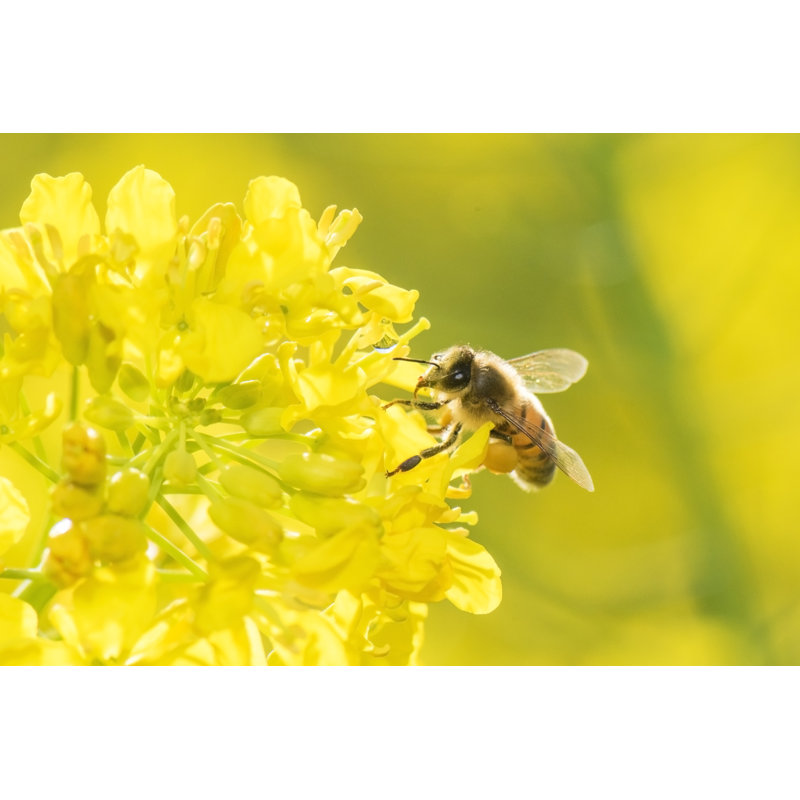 Honey Bee - Wrapped Canvas Print, 30cm H x 46cm W x 3.8cm D