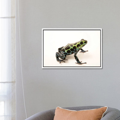 A Splash-Back Poison Frog At The Houston Zoo by Joel Sartore - Gallery-Wrapped Canvas Giclée on Canvas