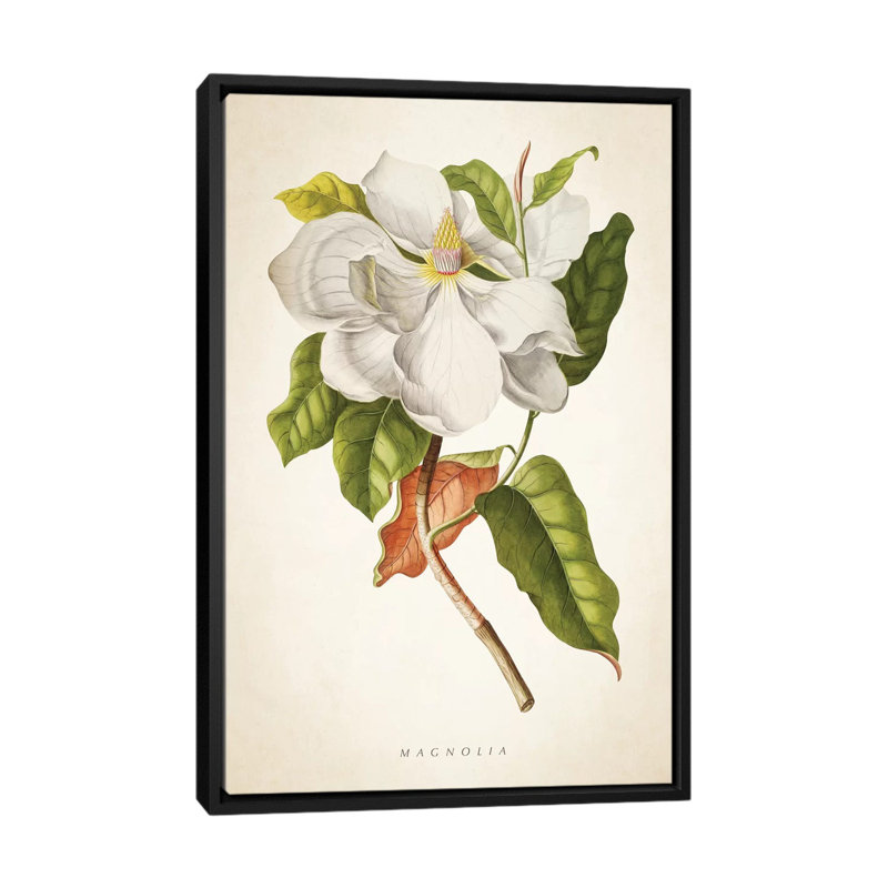 « magnolia botanique print i », impression sur toile, H 26 po x l 18 po x P 1,5 po, Toile avec cadre noir, Pas de tapis