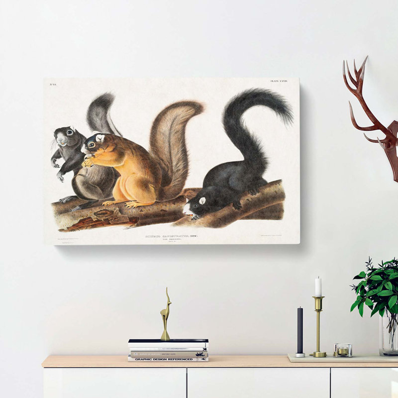 Fox Squirrels by J.W. Audubon - Wrapped Canvas, 35cm H x 50cm W x 3cm D