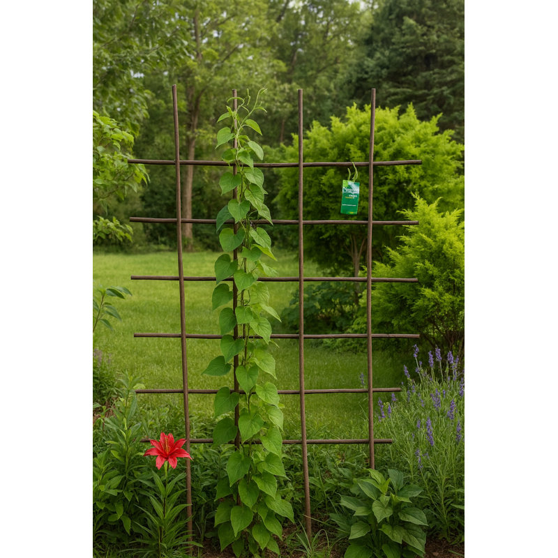 Willow Espalier Square Trellis, 36" H x 24" W x 0.5" D
