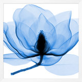 Hand-Picked Blue 3' Framed Graphic Art Print on Glass
