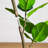 7Ft. Artificial Curved Trunk Audrey Ficus Tree