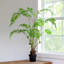Forest Fern Plant in Growers Pot Small-995572911