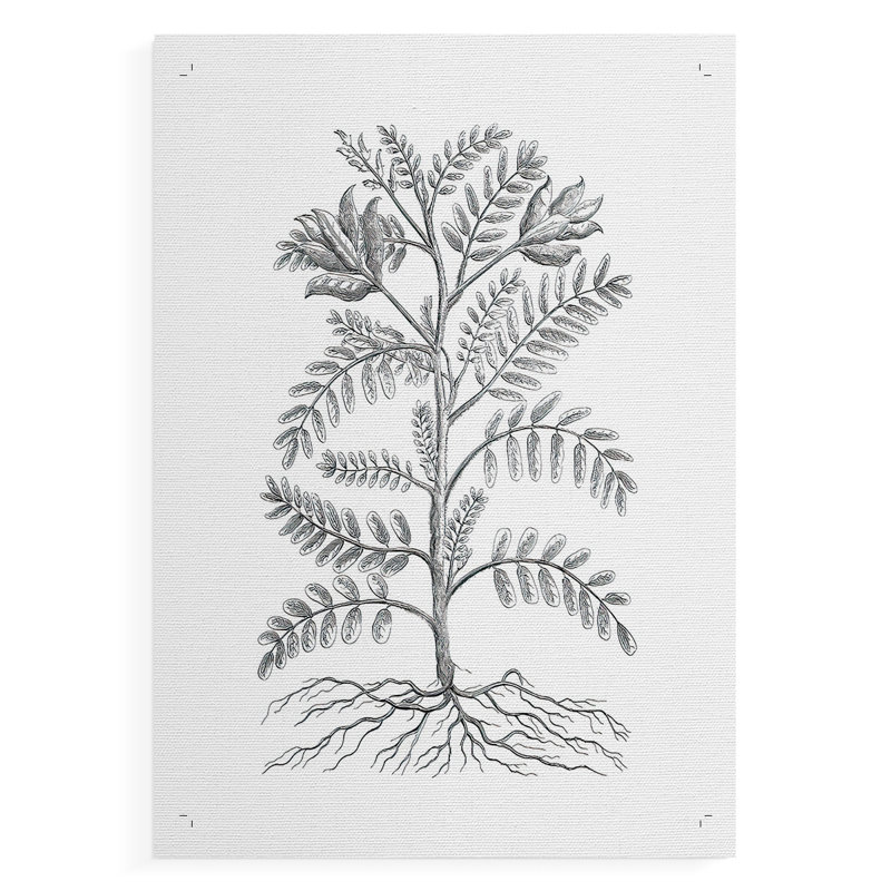 Échantillon de plante noir et blanc - impression sur toile seulement - non encadrée, H 18 po x l 12 po
