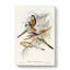 Golden-Backed Parakeets by Elizabeth Gould - Wrapped Canvas Painting-55366223