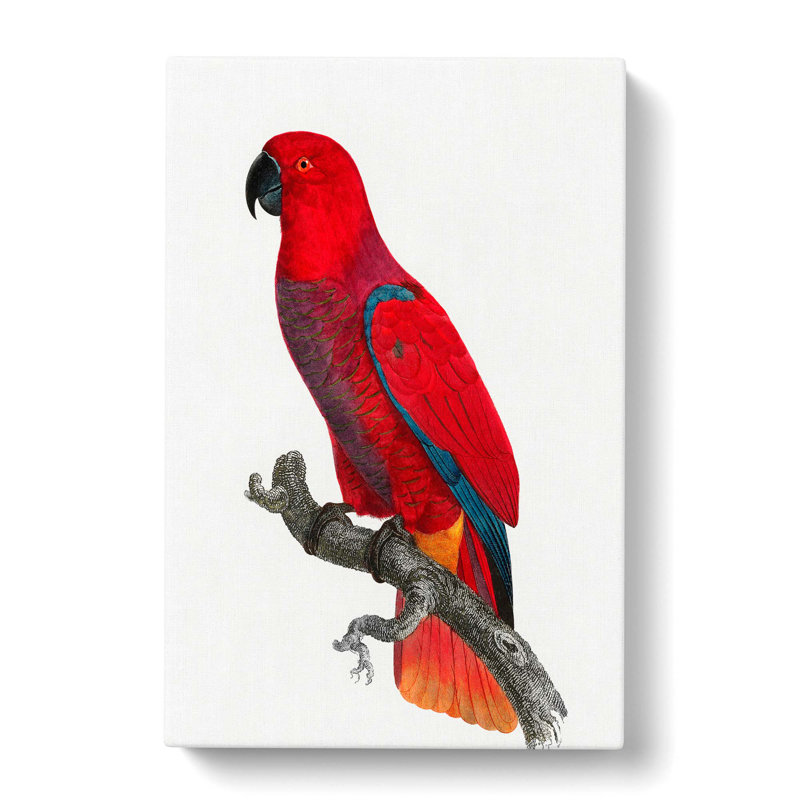 An Eclectus Parrot by F. Levaillant - Wrapped Canvas Painting Pint - Wrapped Canvas, 60cm H x 40cm W x 3cm D