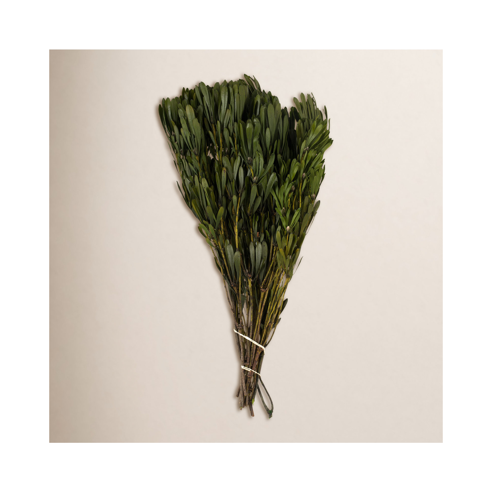 18'' Plant