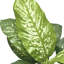 Faux plante de sol Dieffenbachia