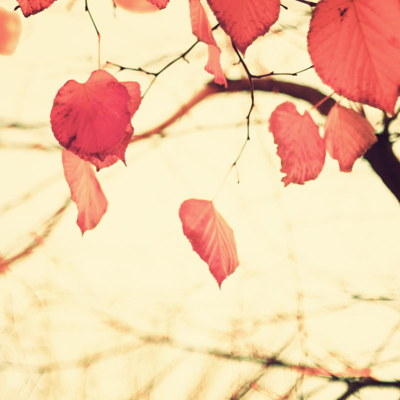 Oliveros Autumn Leaves by Andreka - Wrapped Canvas Print, 30cm H x 30cm W x 3.8cm D