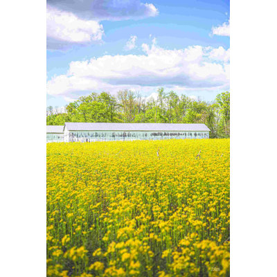 Champ de jaune I