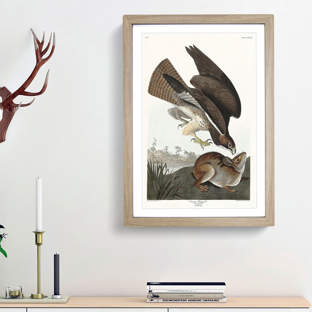 Common Buzzard & Rabbit by John Audubon - Picture Frame Painting Print