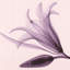 Lis et bourgeons IMA-M837-1190905729