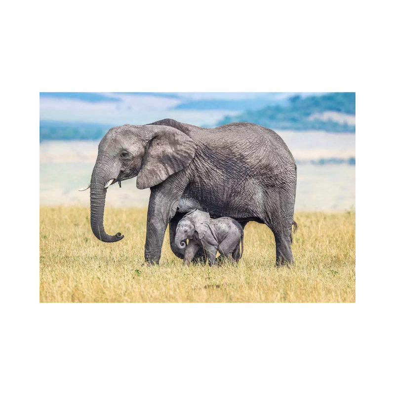 A Wee One by Jeffrey C. Sink - Wrapped Canvas Print