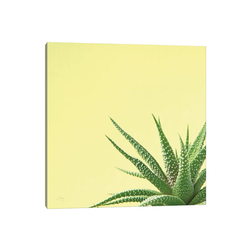 Succulent Simplicity II by Felicity Bradley - Wrapped Canvas Print, 45.72 cm H x 45.72 cm W