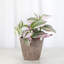 Live Tradescantia Nanouk Plant-2073886006