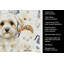 Torchon Maltipoo-1234934781