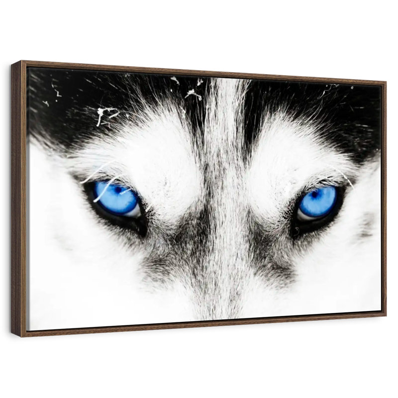 Husky's Eyes, 19" X 13", Floating Frame Walnut