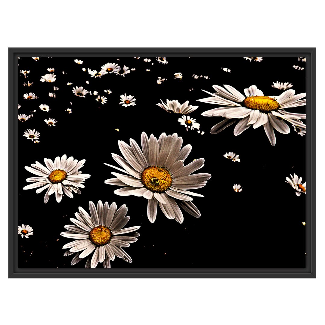 Gerahmter Fotodruck 'Tiny Daisies'