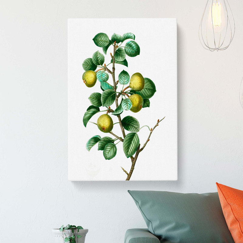 Pear Tree by Pierre-Joseph Redoute - Wrapped Canvas, 50cm H x 35cm W x 3cm D