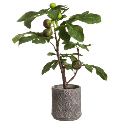 Figuier dans un pot en terre cuite