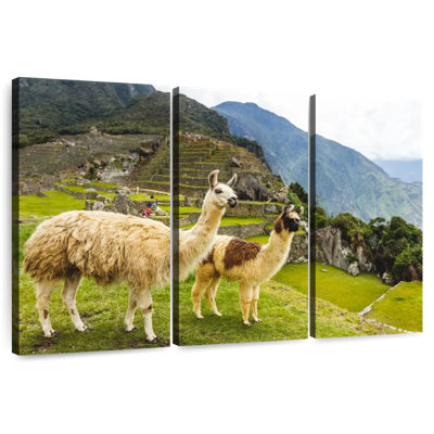 Machu Picchu Llamas