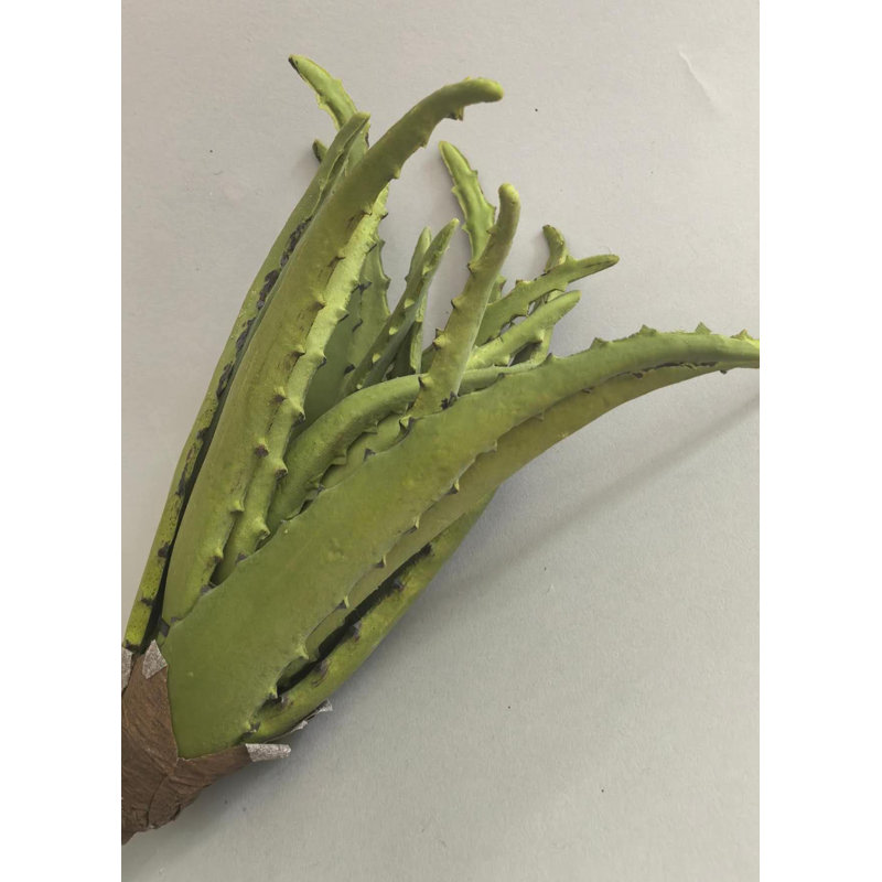 PLANTE D'AGAVE 12''
