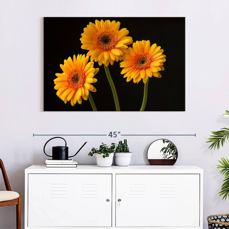 Trois marguerites Harnek sur fond sombre, H 26 po x l 39 po