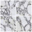 Autograph 48x48 Satin Marble Look Porcelain Tile-1495241159