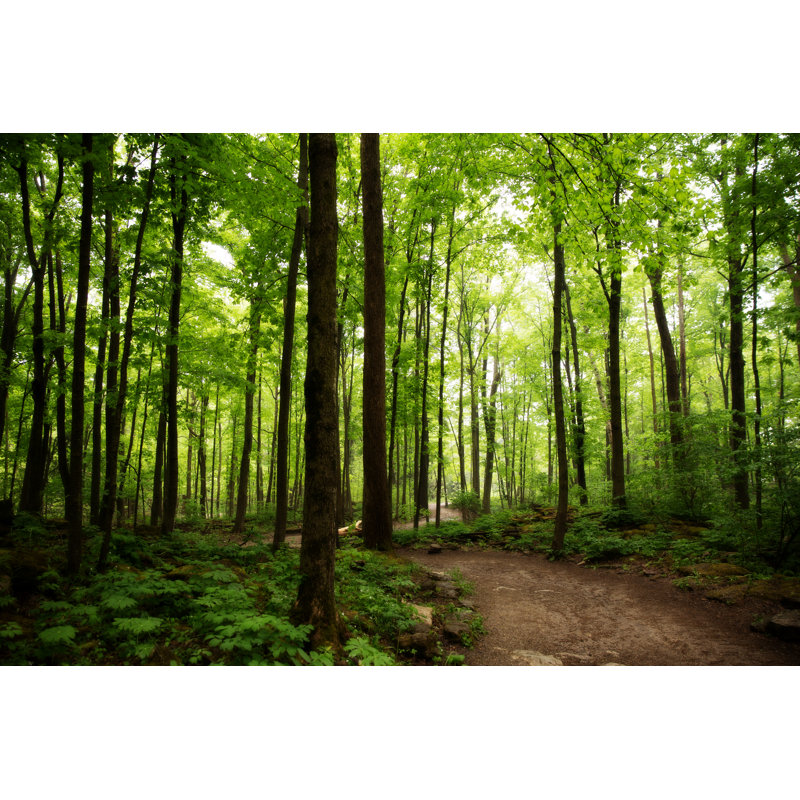 Crawford Lake - Wrapped Canvas Print, 30cm H x 46cm W x 3.8cm D