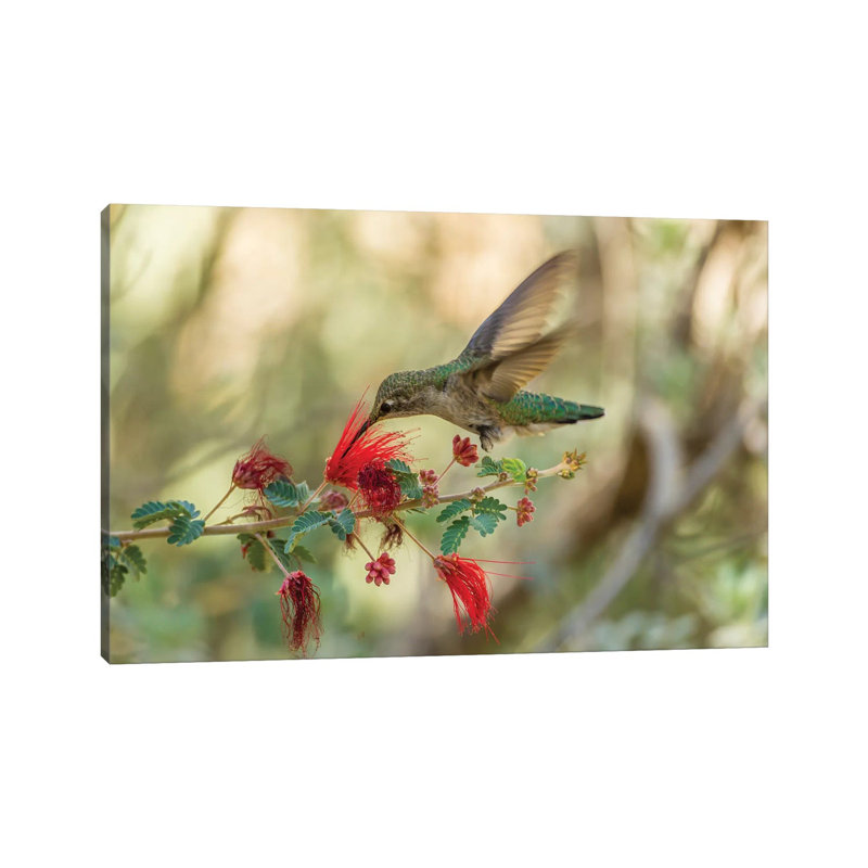 USA, Arizona, Desert Botanic Garden. Hummingbird Feeding On Bottlebrush Flower. by Jaynes Gallery - Wrapped Canvas Gallery-Wrapped Canvas Giclée