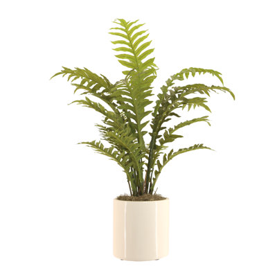 Fern Plant In Ceramic Vase