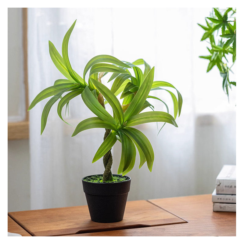 Mini plante verte en pot