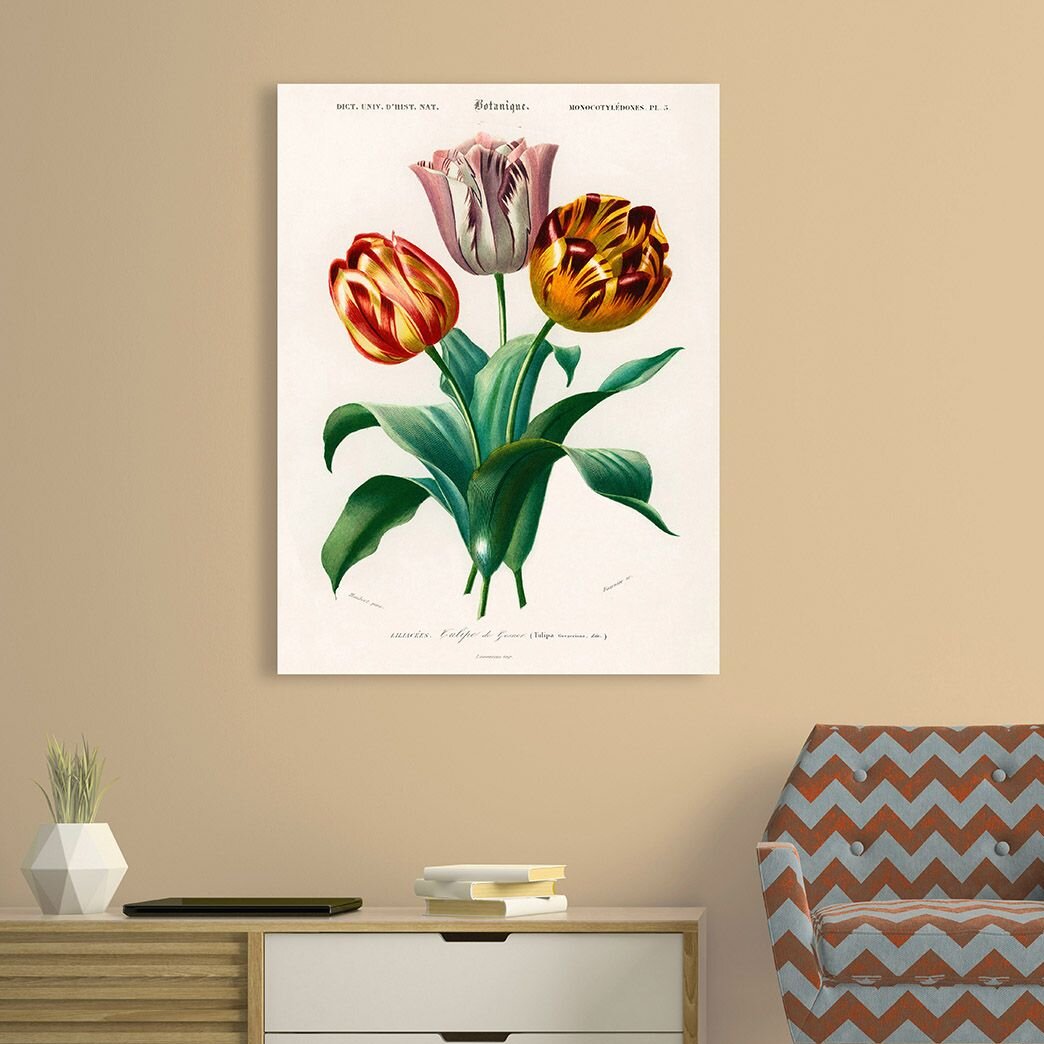 Leinwandbild Didier's Tulip von Charles Dessalines D'orbigny